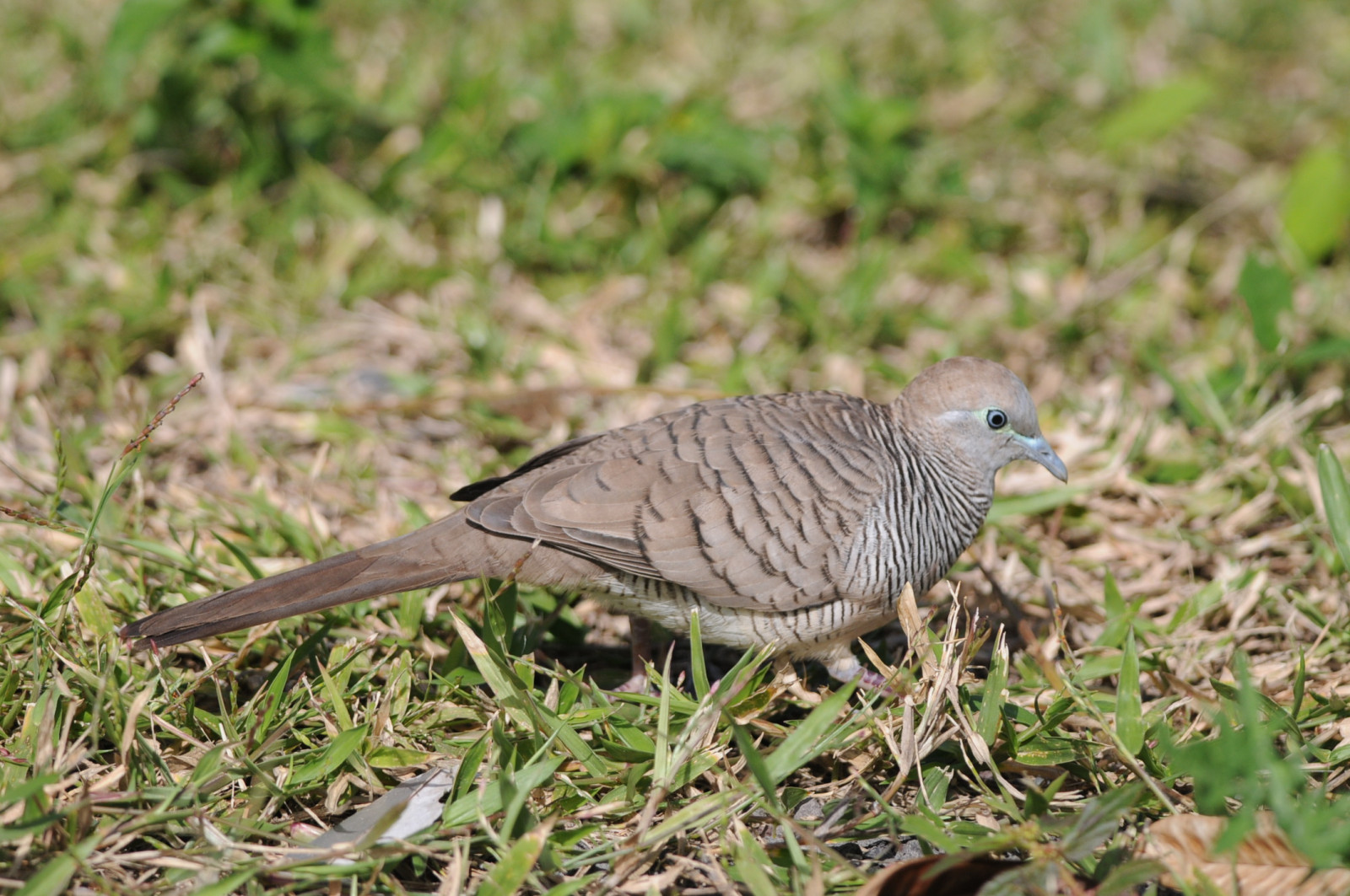 image Zebra Dove